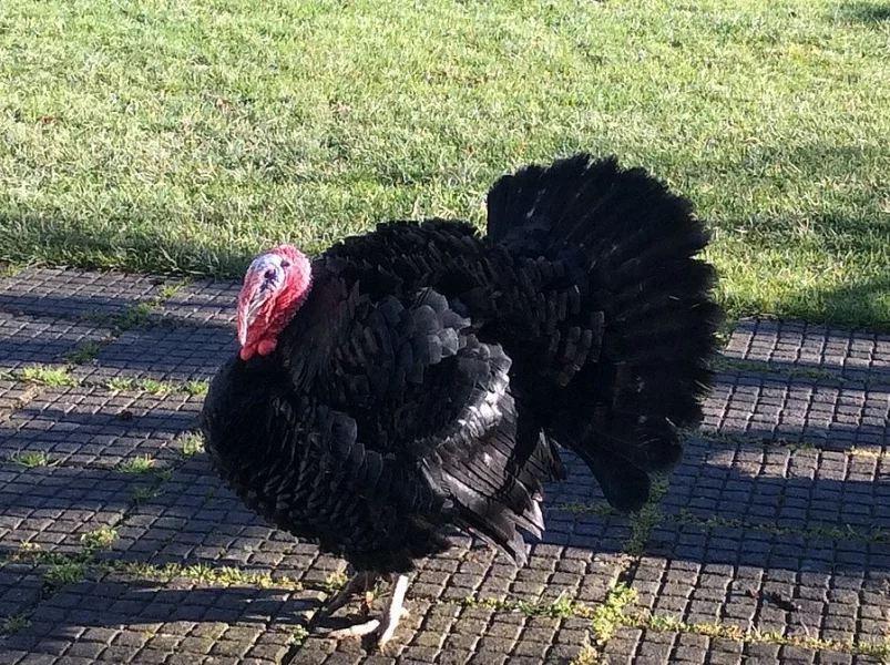 Násadová krůtí vejce